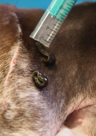 operacja kr�gos�upa u psa Bielsko