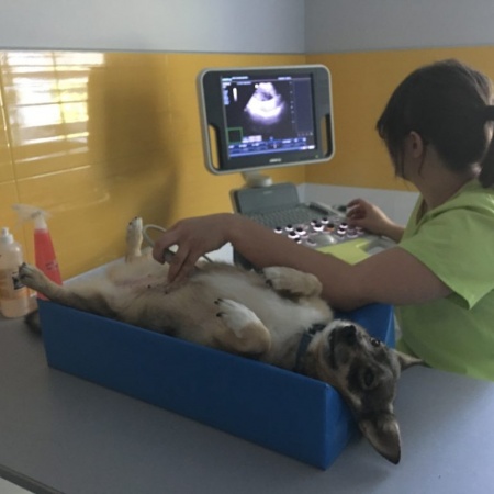 operacja kr�gos�upa u psa Bielsko